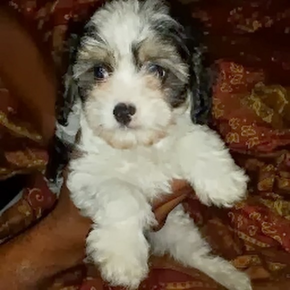 Meet your Posher, Leta - Picture 1 of 1